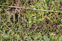 Plagiobothrys stipitatus micranthus