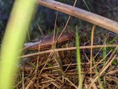 Cortinarius subarcheri