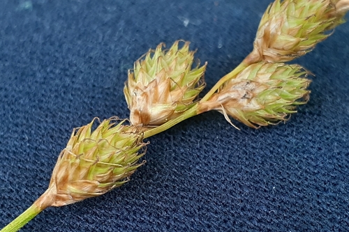Image of Carex merritt by (c) Quinten Wiegersma, some rights reserved (CC BY)