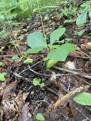 Craterellus caeruleofuscus