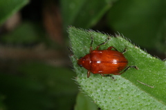 Chalcophana mutabilis