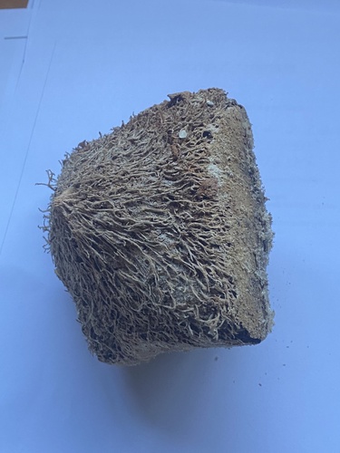 Barringtonia asiatica