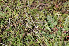 Plagiobothrys stipitatus micranthus