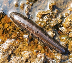 Hirudo medicinalis