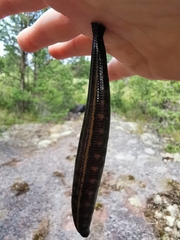 Hirudo medicinalis