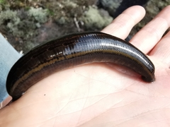 Hirudo medicinalis