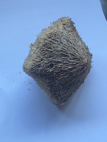 Barringtonia asiatica