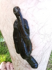 Hirudo medicinalis