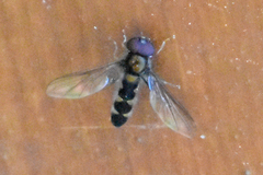 Meligramma