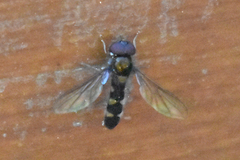 Meligramma