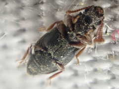 Monotomidae