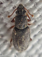 Monotomidae