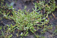 Plagiobothrys stipitatus micranthus