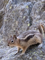 Callospermophilus