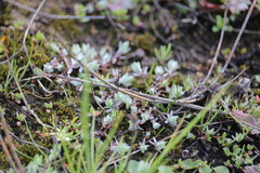 Psilocarphus brevissimus multiflorus