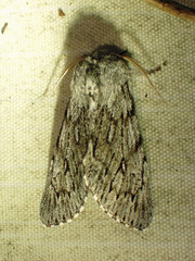 Brachionycha borealis