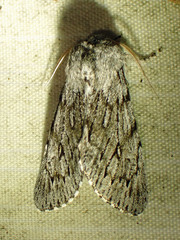 Brachionycha borealis
