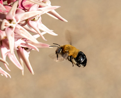 Anthophora montana