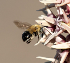 Anthophora montana