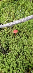 Bryophyta