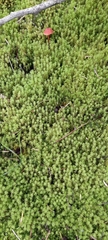 Bryophyta