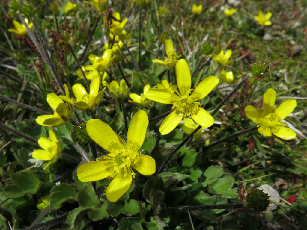 Ranunculus multiscapus