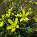 Ranunculus multiscapus - Photo (c) John Barkla, μερικά δικαιώματα διατηρούνται (CC BY), uploaded by John Barkla