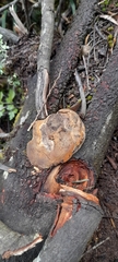 Fungi