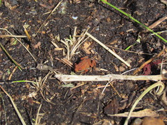 Anaxyrus americanus copei