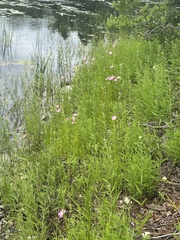 Sabatia kennedyana