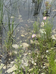 Sabatia kennedyana
