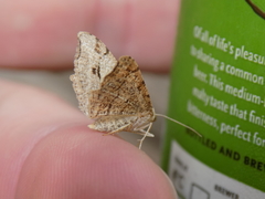 Macaria aequiferaria