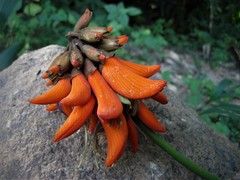 Erythrina lysistemon