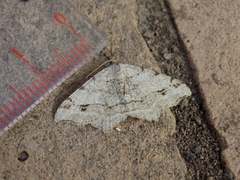 Macaria aequiferaria