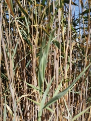 Arundo donax