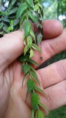 Metrosideros colensoi