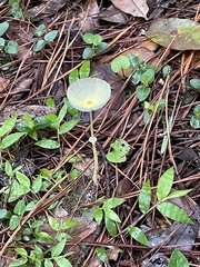 Leucocoprinus fragilissimus image