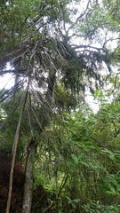 Metrosideros colensoi