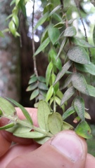 Metrosideros colensoi