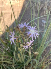 Lactuca tatarica