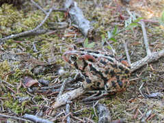 Anaxyrus americanus copei