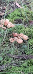 Fungi