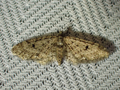 Eupithecia annulata