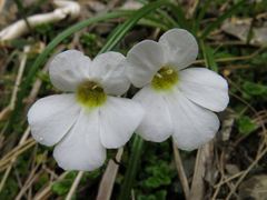Ourisia caespitosa
