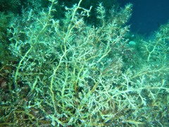 Cystoseira compressa