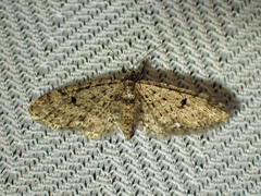Eupithecia annulata
