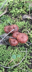 Fungi
