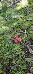 Fungi