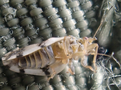 Euglyptoneura robusta