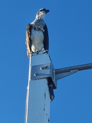 Pandion haliaetus